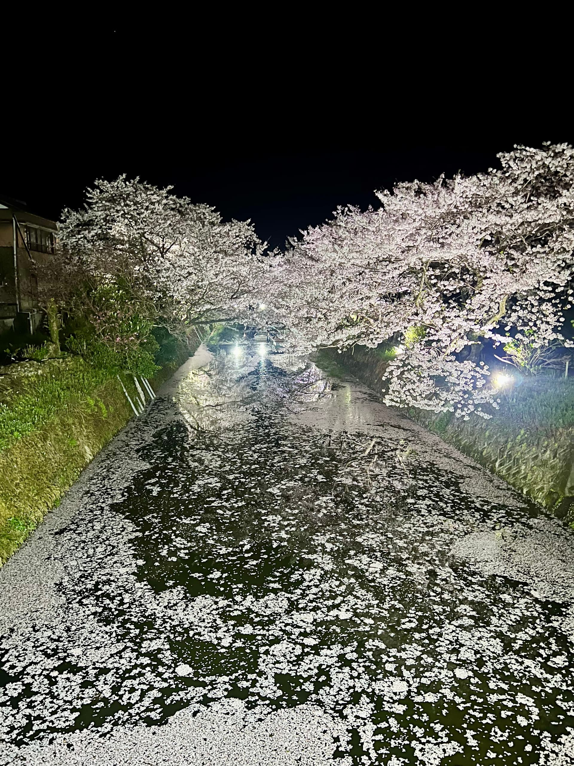 サクラ